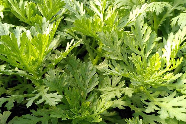 Đừng bỏ qua những tác dụng bất ngờ của rau cải cúc với sức khỏe